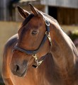 LeMieux Leather Grooming Headcollar